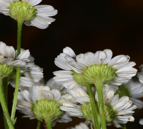 feverfew