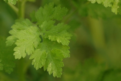 feverfew