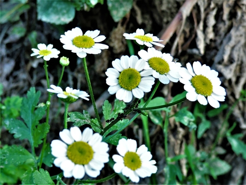 feverfew