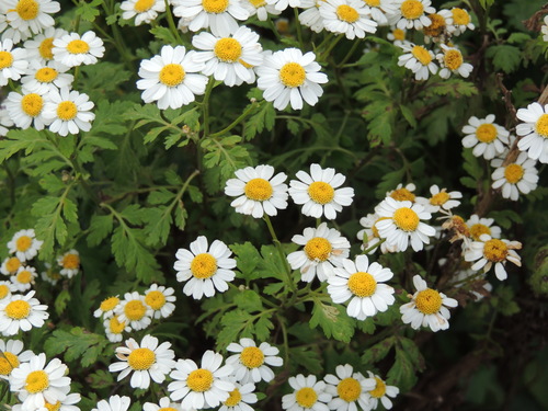 feverfew