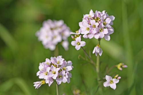 Cuckooflower
