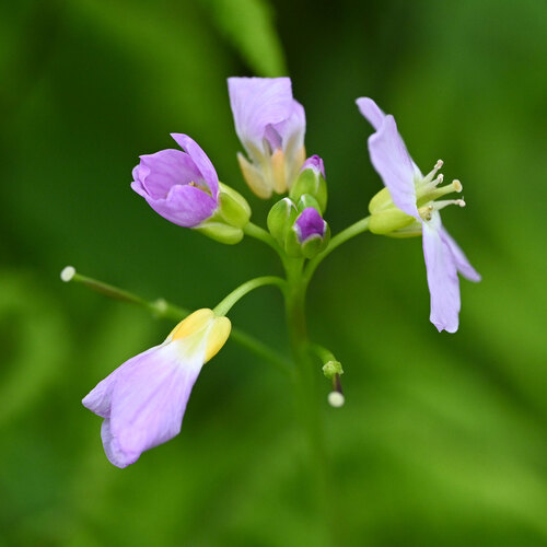 Cuckooflower