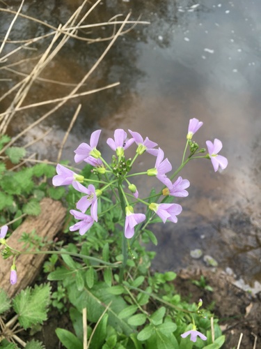 Cuckooflower