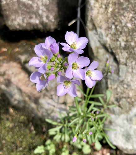 Cuckooflower