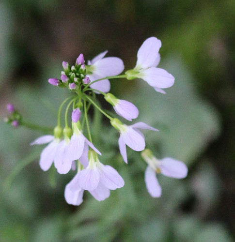 Cuckooflower