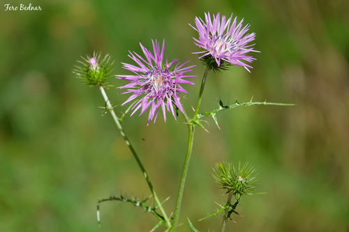 Boar Thistle