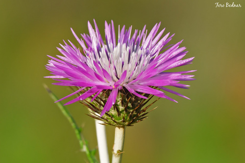 Boar Thistle