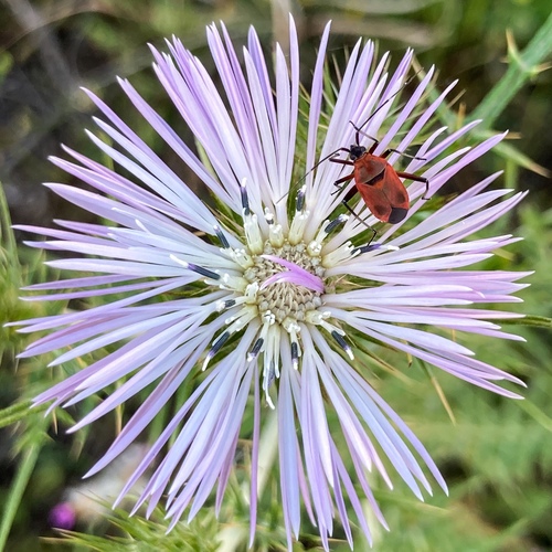 Boar Thistle