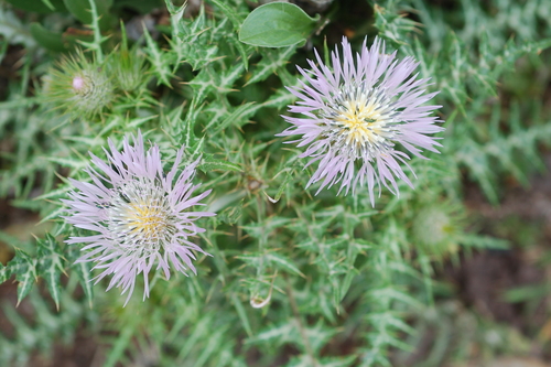 Boar Thistle