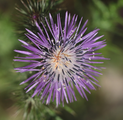 Boar Thistle