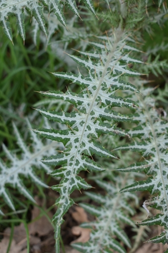 Boar Thistle