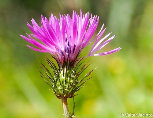 Boar Thistle