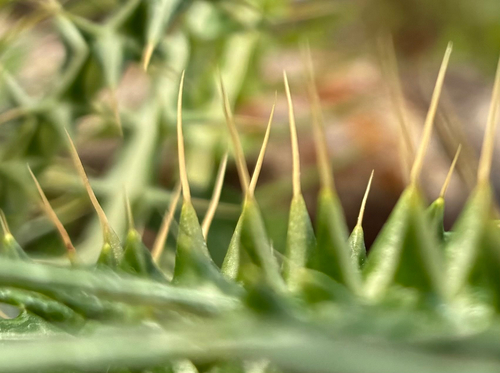 Boar Thistle