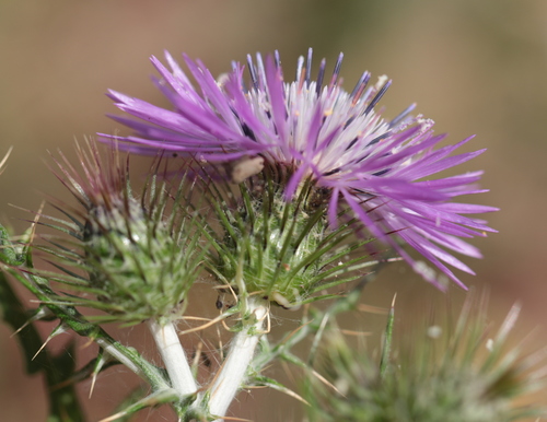 Boar Thistle