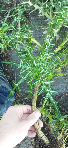 Boar Thistle