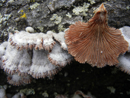 splitgill mushroom