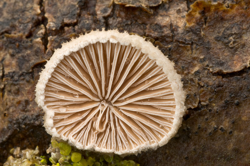 splitgill mushroom