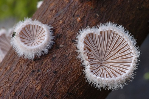 splitgill mushroom