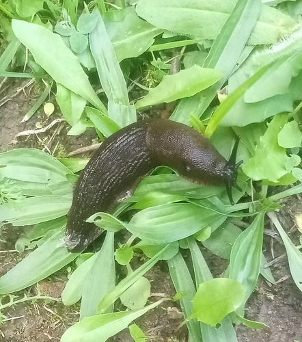 Spanish Slug