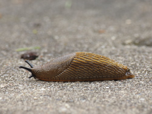 Spanish Slug