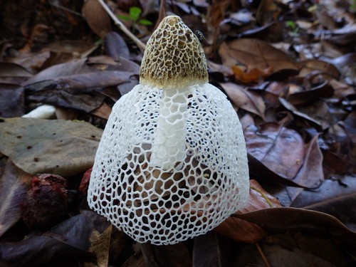 Phallus