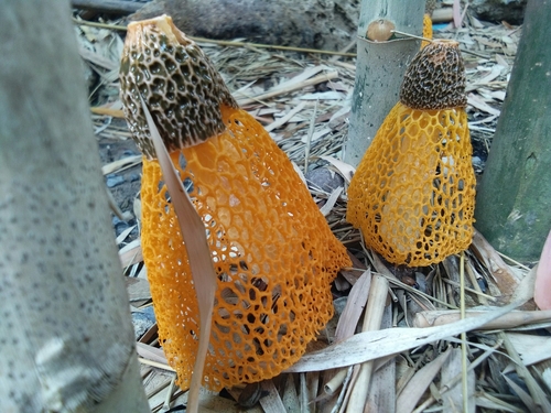 Phallus