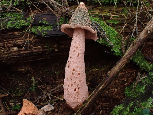 Phallus