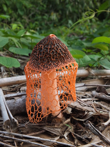 Phallus