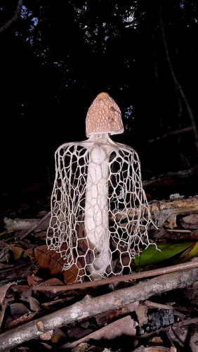 Phallus