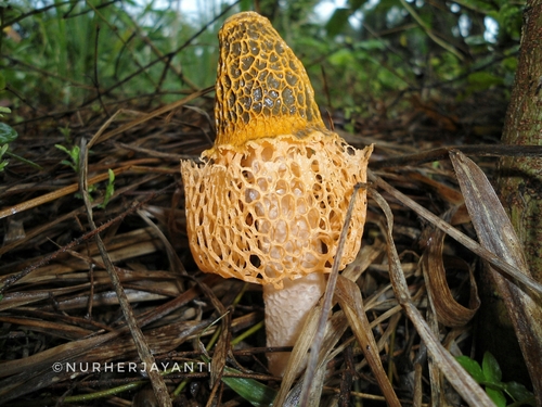 Phallus