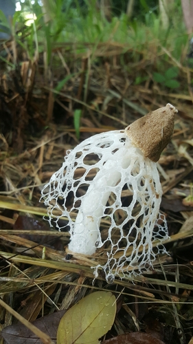 Phallus