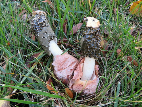 Phallus