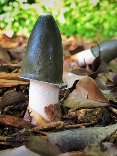 Phallus