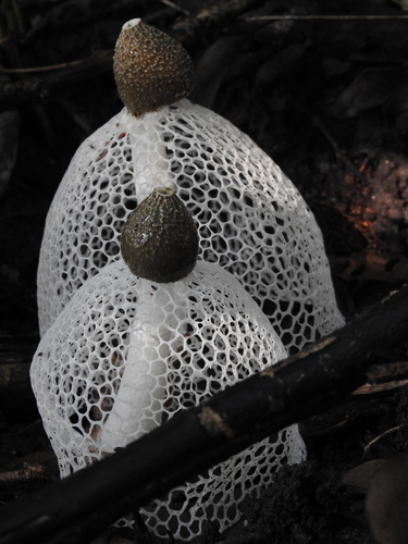 Phallus