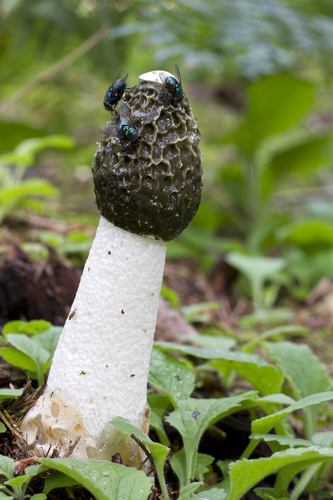 common stinkhorn