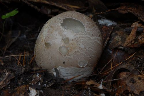 common stinkhorn