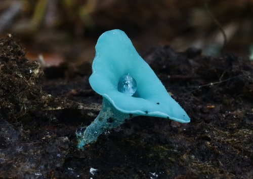 Chlorociboria