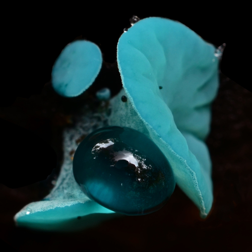 Chlorociboria