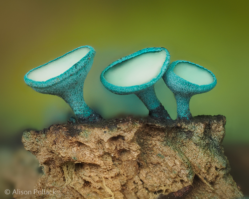 Chlorociboria