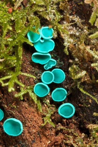 Chlorociboria