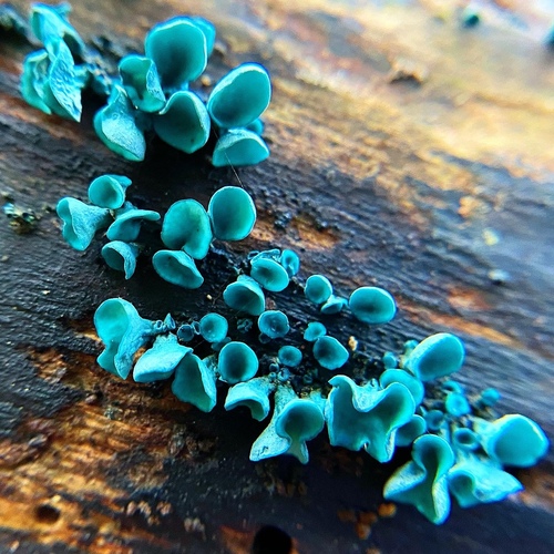 Chlorociboria