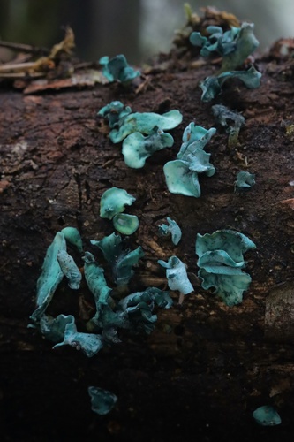 Chlorociboria