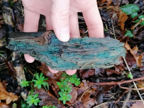Chlorociboria