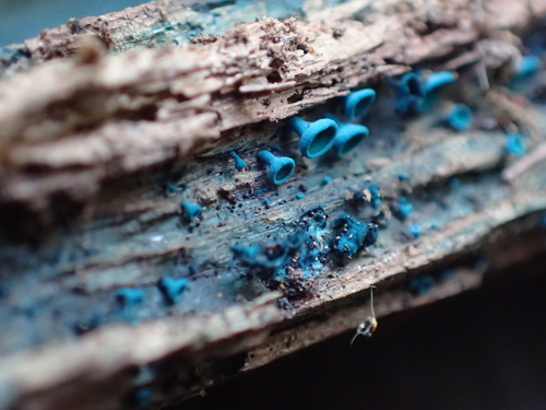 Chlorociboria