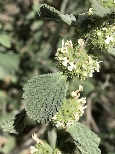 White Horehound
