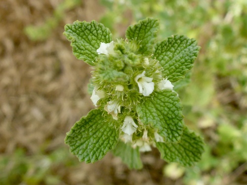 White Horehound