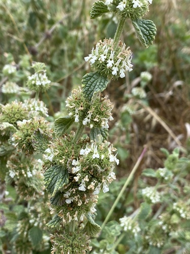 White Horehound
