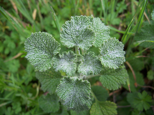 White Horehound