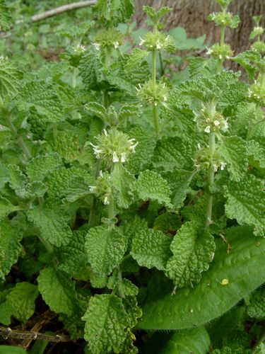 White Horehound