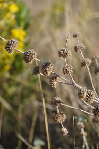 White Horehound